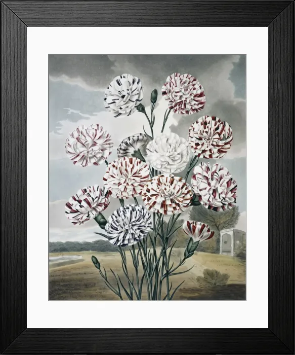 Framed Print : Beauties of Flora Framed Print : Beauties of Flora