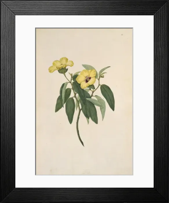 Framed Print : Hibiscus normanii Framed Print : Hibiscus normanii