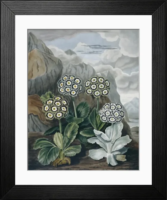Framed Print : Beauties of Flora Framed Print : Beauties of Flora