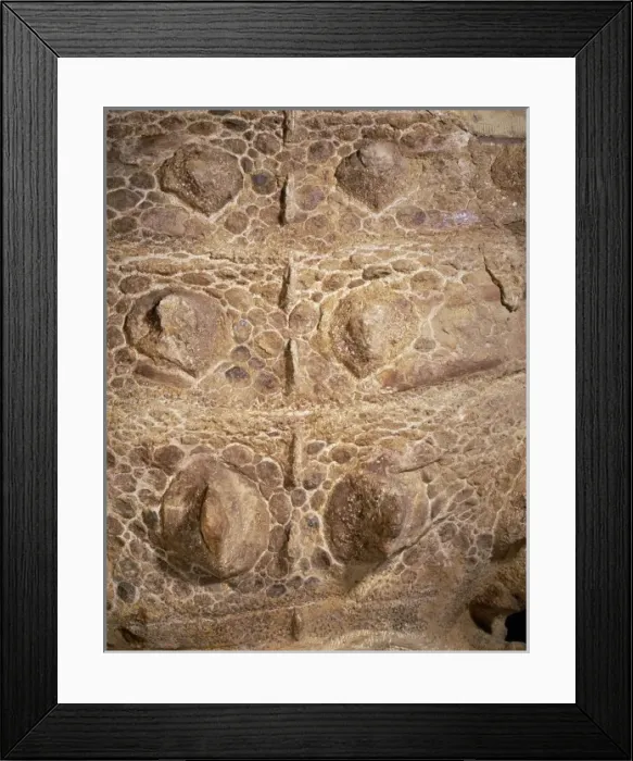 Framed Print : Euoplocephalus cutleri Framed Print : Euoplocephalus cutleri