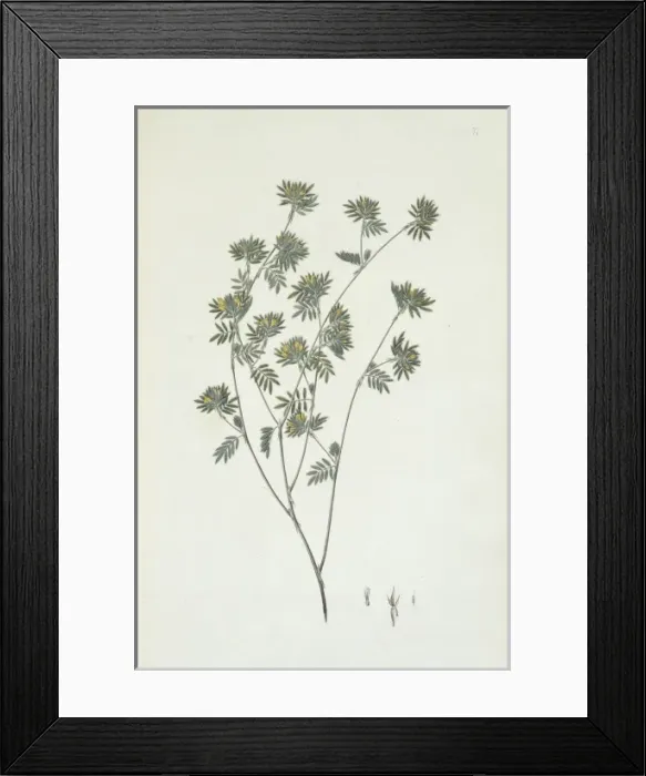 Framed Print : Smitha conferta Framed Print : Smitha conferta