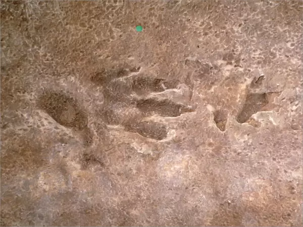 Cheirotherium footprint
