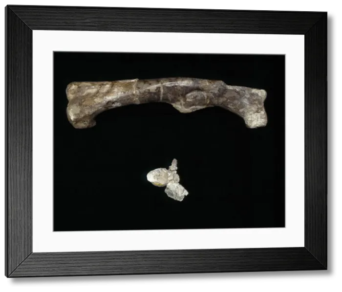 Framed Print : Dryosaurus femur & vertebra Framed Print : Dryosaurus femur & vertebra