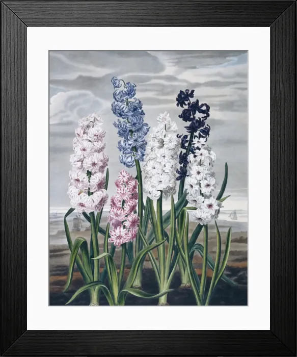 Framed Print : Beauties of Flora Framed Print : Beauties of Flora