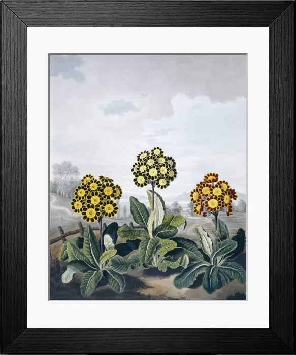 Framed Print : Beauties of Flora Framed Print : Beauties of Flora