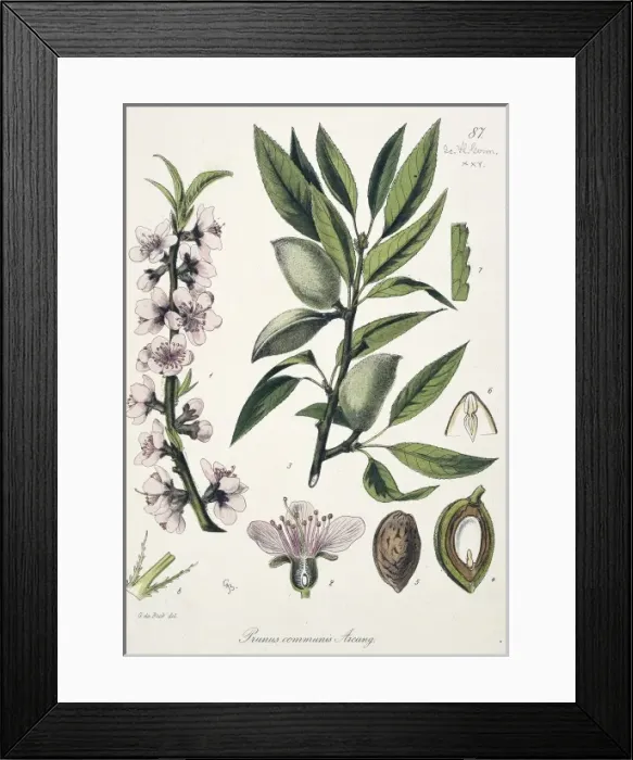 Framed Print : Prunus communis, almond Framed Print : Prunus communis, almond