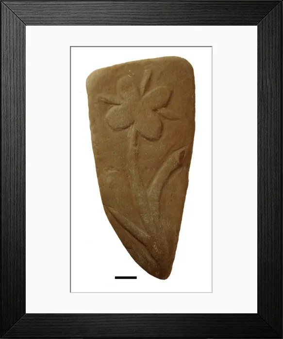 Framed Print : Bogus fossil plant Framed Print : Bogus fossil plant