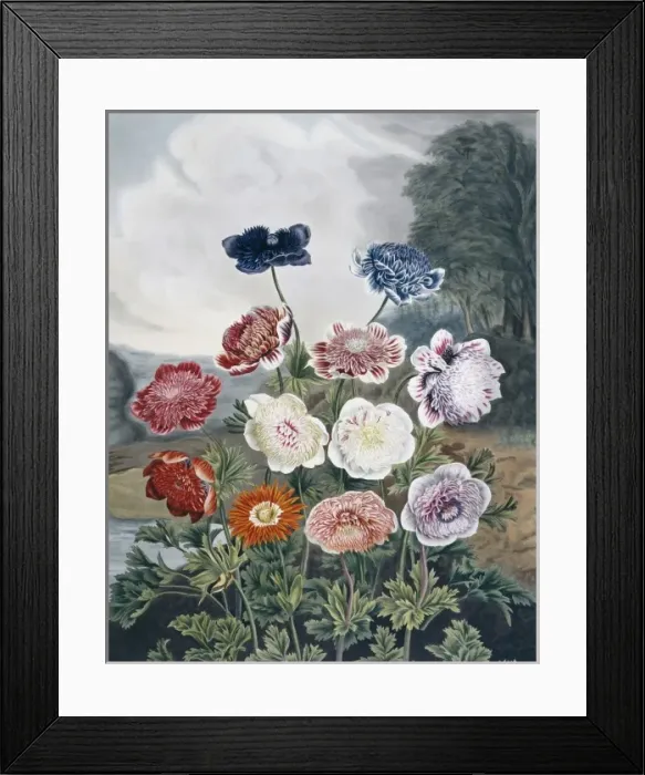 Framed Print : Beauties of Flora Framed Print : Beauties of Flora