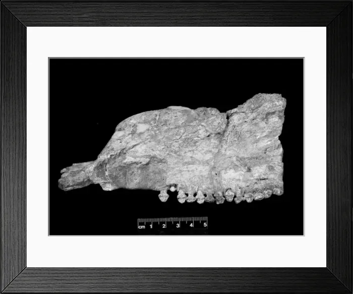 Framed Print : Paranthodon africanus Framed Print : Paranthodon africanus