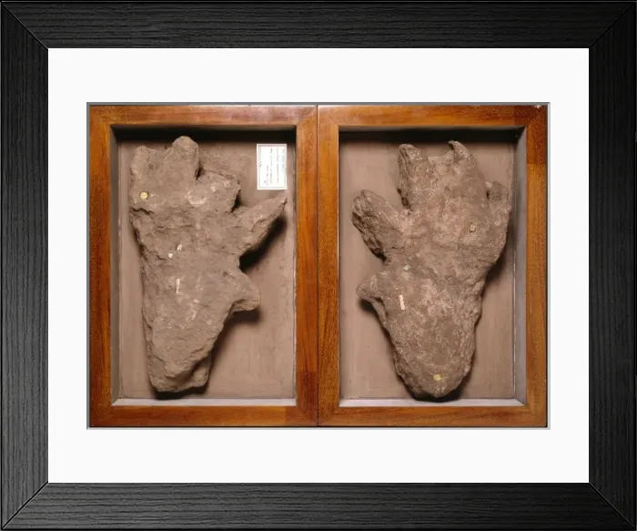 Framed Print : Isochirotherium footprint Framed Print : Isochirotherium footprint