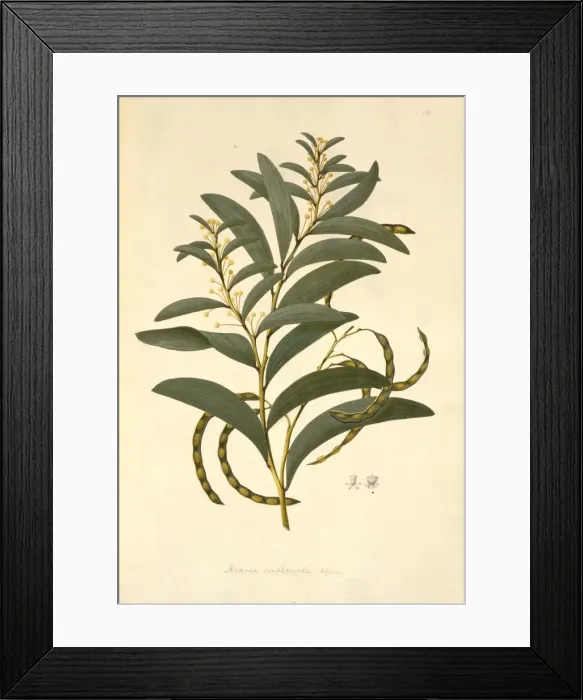 Framed Print : Acacia legnota, wattle Framed Print : Acacia legnota, wattle