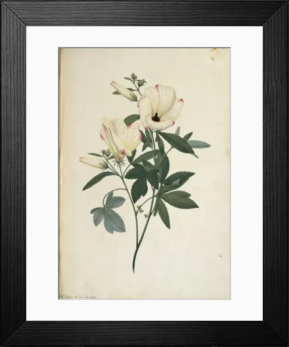 Framed Print : Hibiscus meraukensis Framed Print : Hibiscus meraukensis