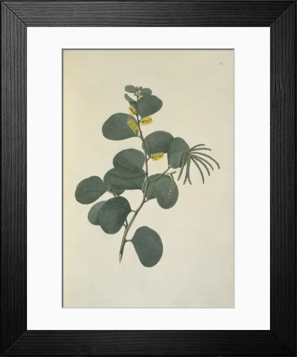 Framed Print : Acacia humifusa Framed Print : Acacia humifusa