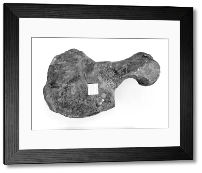 Framed Print : Tapinocephalus atherstonei Framed Print : Tapinocephalus atherstonei