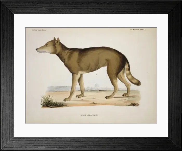 Framed Print : Canis lupus hodophilax, Japanese wolf Framed Print : Canis lupus hodophilax, Japanese wolf