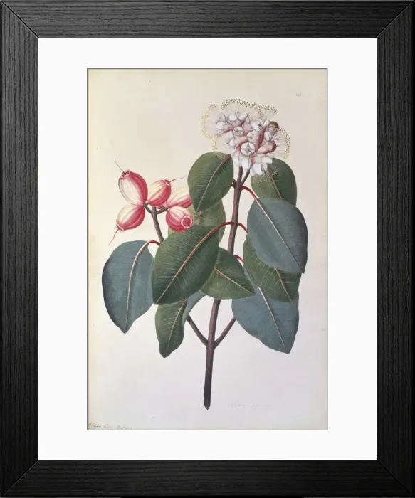 Framed Print : Syzygium suborbiculare, lady apple tree Framed Print : Syzygium suborbiculare, lady apple tree