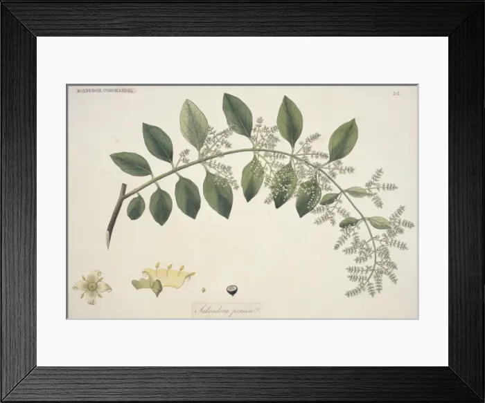 Framed Print : Salvadora persica, toothbrush tree Framed Print : Salvadora persica, toothbrush tree