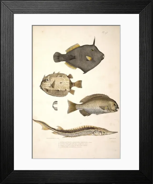 Framed Print : Plate 98 from Illustrations of Indian Zoology by John Edward Framed Print : Plate 98 from Illustrations of Indian Zoology by John Edward