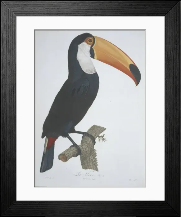 Framed Print : Ramphastos toco, Toco toucan Framed Print : Ramphastos toco, Toco toucan