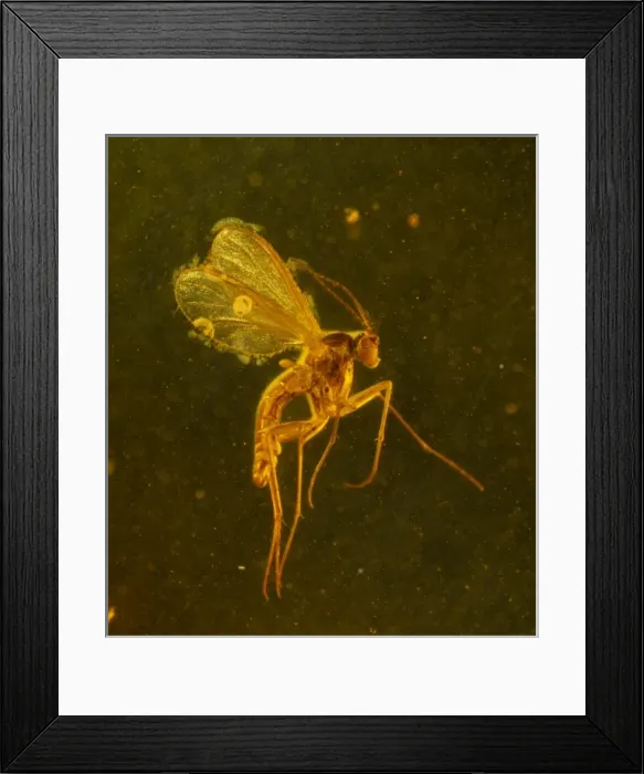 Framed Print : Fungus gnat in amber Framed Print : Fungus gnat in amber