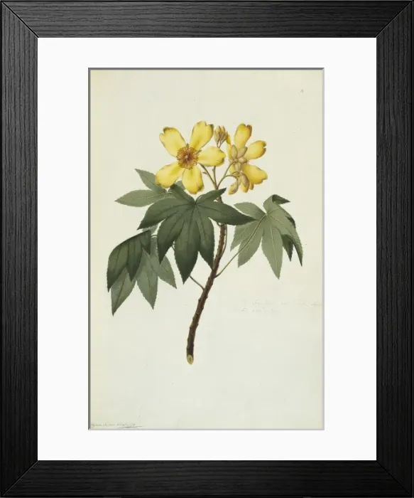 Framed Print : Cochlospermum gillivraei, kapok tree Framed Print : Cochlospermum gillivraei, kapok tree