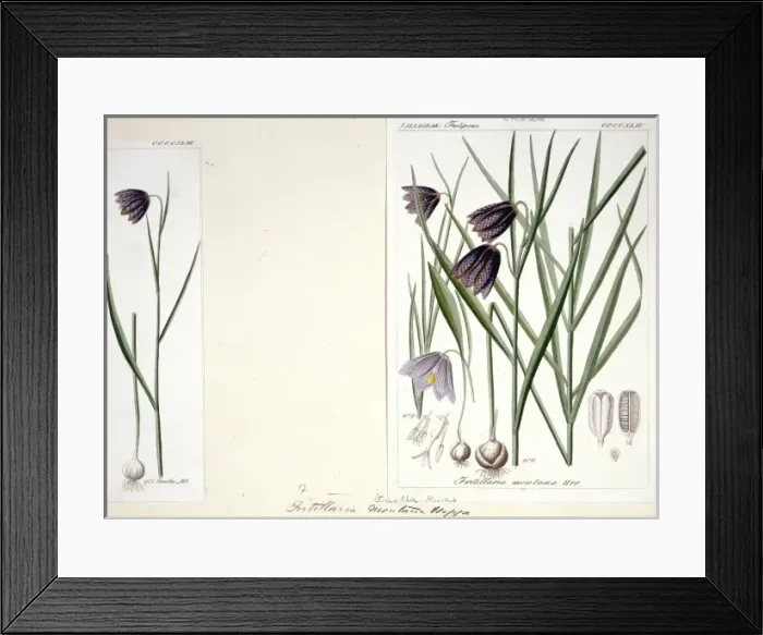 Framed Print : Frutillaria montana Framed Print : Frutillaria montana