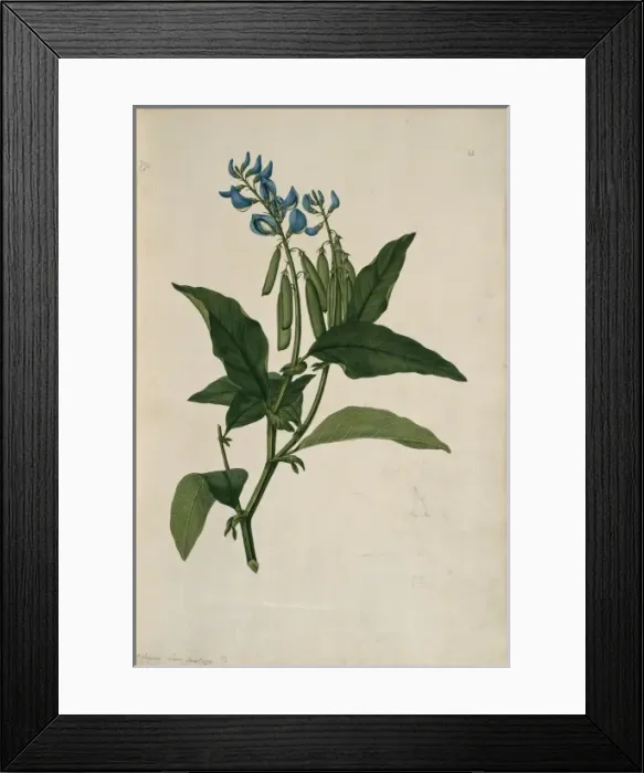 Framed Print : Crotalaria verrucosa, blue rattlesnake Framed Print : Crotalaria verrucosa, blue rattlesnake