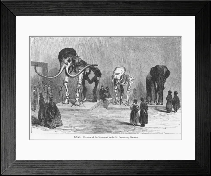 Framed Print : Mammoth. Skeleton of the mammoth in the St Framed Print : Mammoth. Skeleton of the mammoth in the St