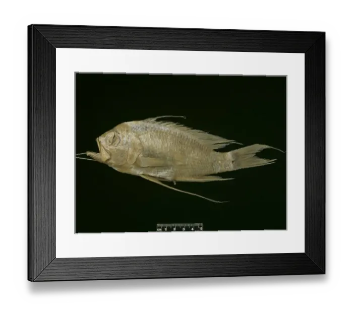 Framed Print : Anthias anthias, blunt headed holy fish Framed Print : Anthias anthias, blunt headed holy fish