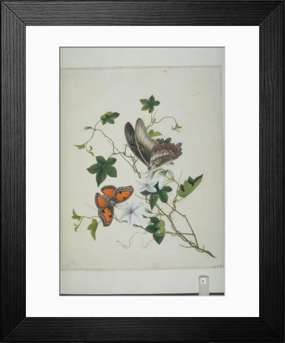 Framed Print : Butterflies and flowers Framed Print : Butterflies and flowers