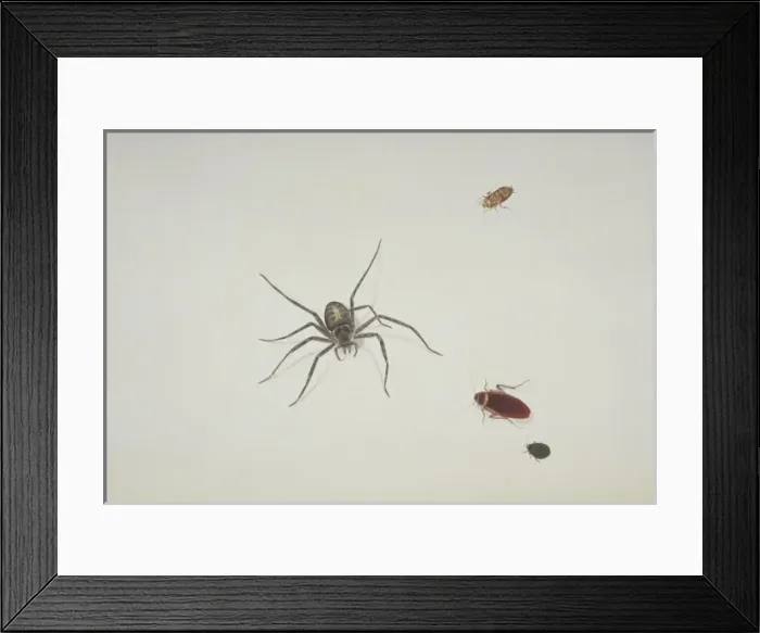 Framed Print : Spider and beetles illustration Framed Print : Spider and beetles illustration
