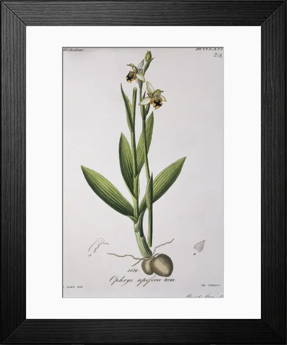 Framed Print : Ophrys apifera, bee orchid Framed Print : Ophrys apifera, bee orchid