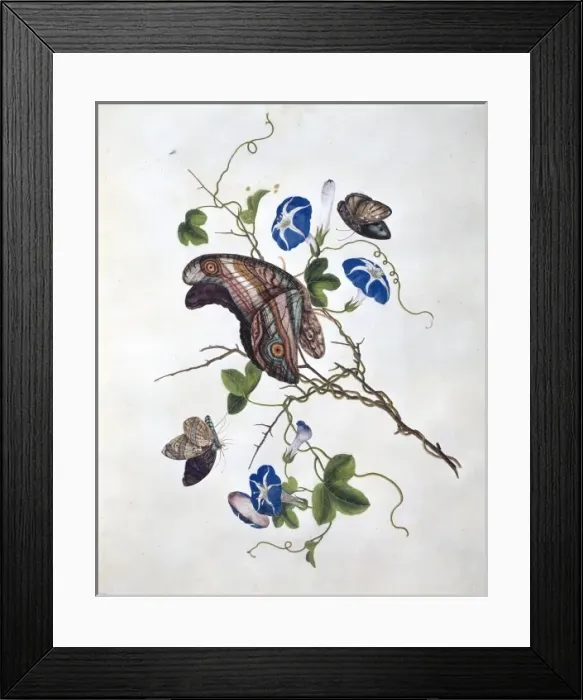 Framed Print : Morning glory with butterflies Framed Print : Morning glory with butterflies