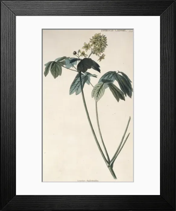 Framed Print : Leontice thalictroides, beechdrops Framed Print : Leontice thalictroides, beechdrops