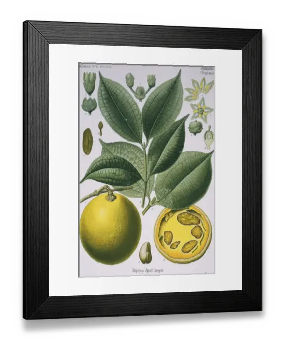 Framed Print : Strychnos ignatii, St. Ignatiuss bean Framed Print : Strychnos ignatii, St. Ignatiuss bean