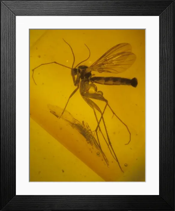 Framed Print : Scobia spinosa, fungus gnat in amber Framed Print : Scobia spinosa, fungus gnat in amber