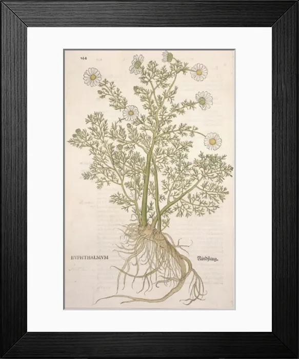 Framed Print : Anthemis cotula, mayweed chamomile Framed Print : Anthemis cotula, mayweed chamomile