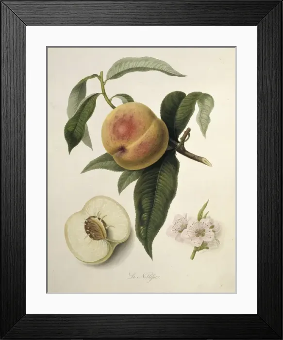 Framed Print : Prunus persica, peach (La Noblesse Peach) Framed Print : Prunus persica, peach (La Noblesse Peach)