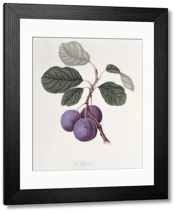 Framed Print : Prunus sp. plum (La Royale Plum) Framed Print : Prunus sp. plum (La Royale Plum)