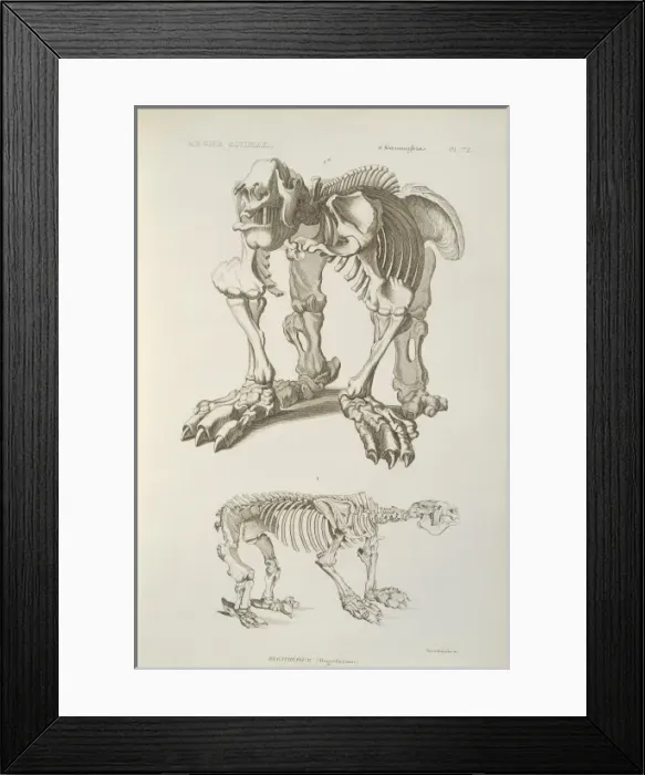 Framed Print : Megatherium skeleton Framed Print : Megatherium skeleton