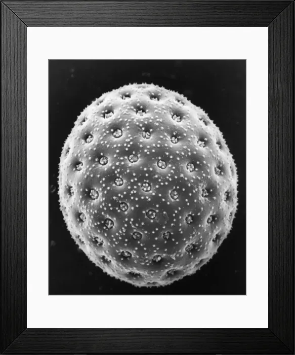Framed Print : Chenopodium album, goosefoot Framed Print : Chenopodium album, goosefoot