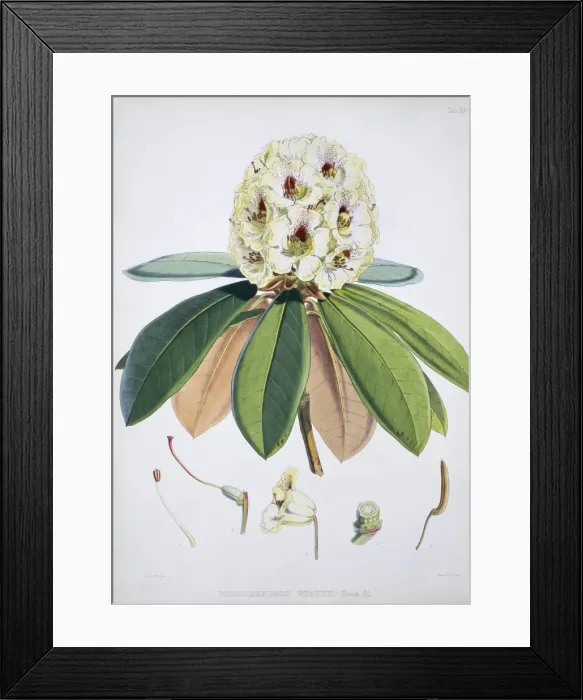 Framed Print : Rhododendron sp. rhododendron Framed Print : Rhododendron sp. rhododendron