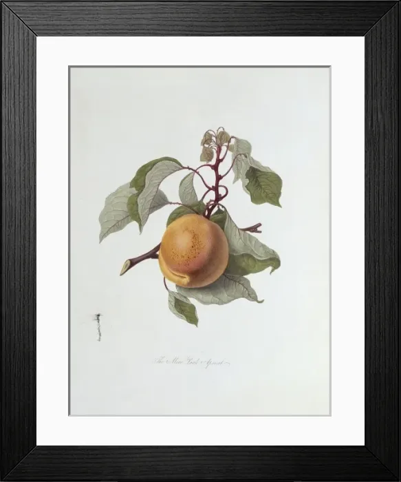 Framed Print : Prunus sp. apricot (The Moor Park Apricot) Framed Print : Prunus sp. apricot (The Moor Park Apricot)