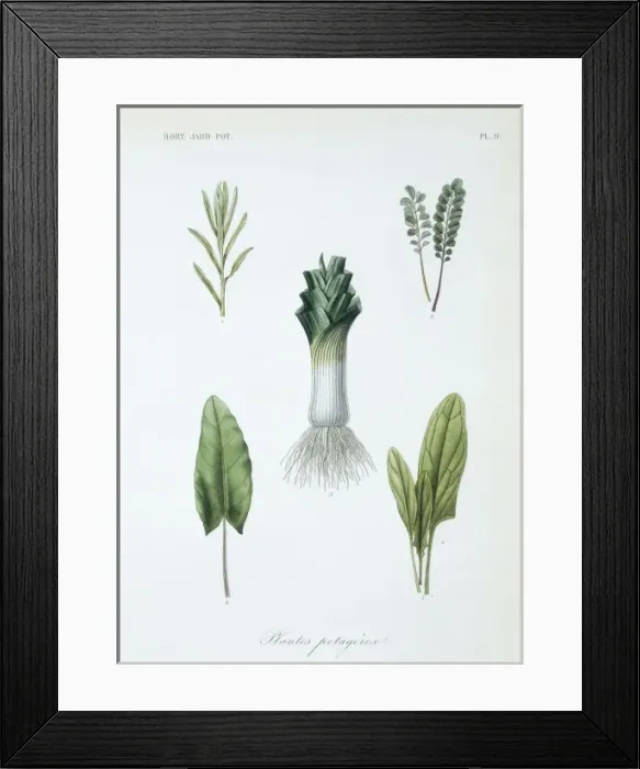 Framed Print : (1) tarragon (2) salad burnet (3) garden leek (4) sorrel (5) Framed Print : (1) tarragon (2) salad burnet (3) garden leek (4) sorrel (5)