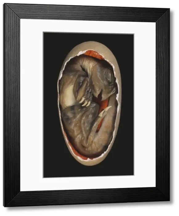 Framed Print : Protoceratops embryo Framed Print : Protoceratops embryo