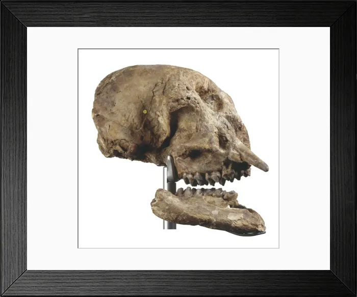 Framed Print : Zygolophodon atticus, mastodon Framed Print : Zygolophodon atticus, mastodon