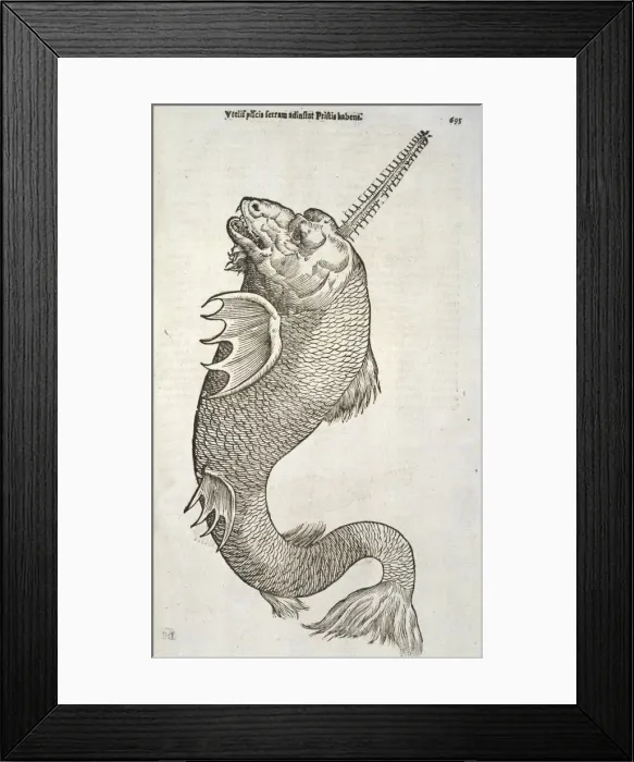 Framed Print : Sea monster Framed Print : Sea monster