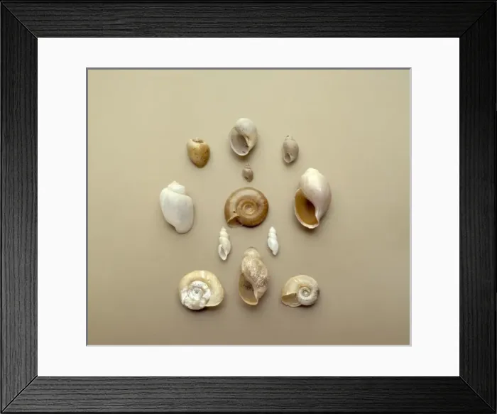 Framed Print : Bulinus sp. Biomphalaria sp. African snails Framed Print : Bulinus sp. Biomphalaria sp. African snails