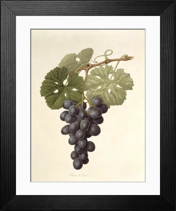 Framed Print : Vitis sp. grape (The Raisin de Carmes)