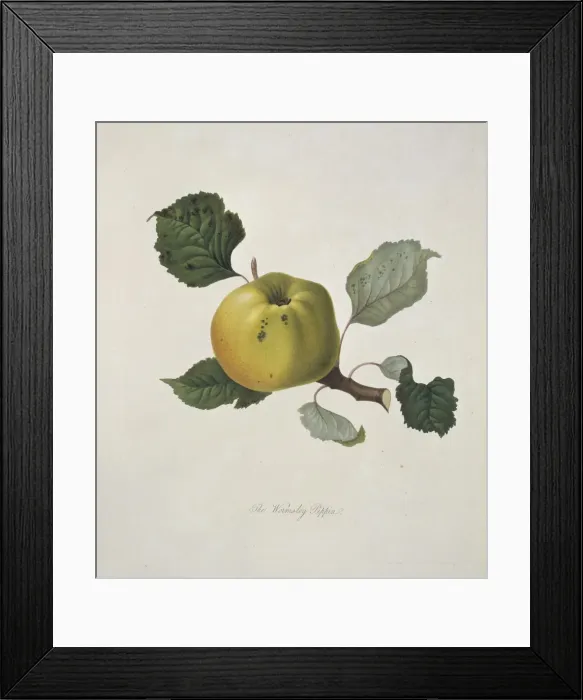 Framed Print : Malas domestica, apple (Wormsley Pippin Apple) Framed Print : Malas domestica, apple (Wormsley Pippin Apple)